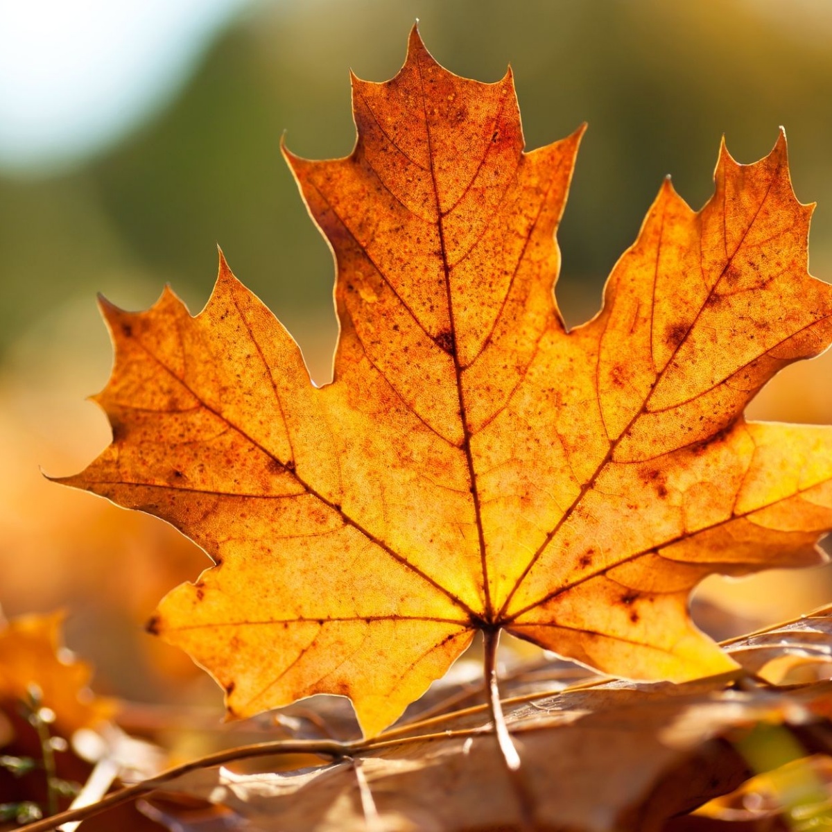 Cherry Trees Nursery School - Autumn Sing-along