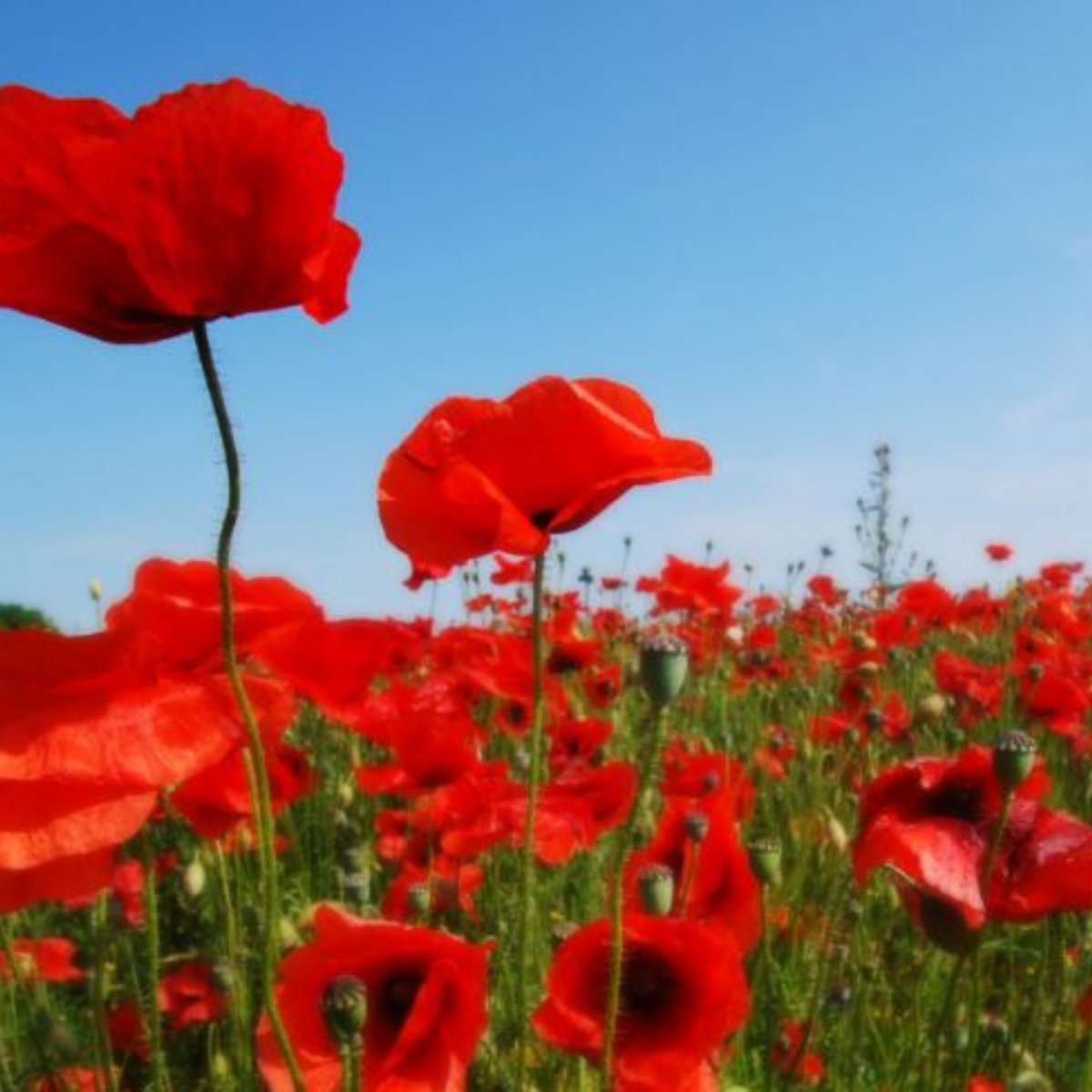 Cherry Trees Nursery School - Remembrance Day